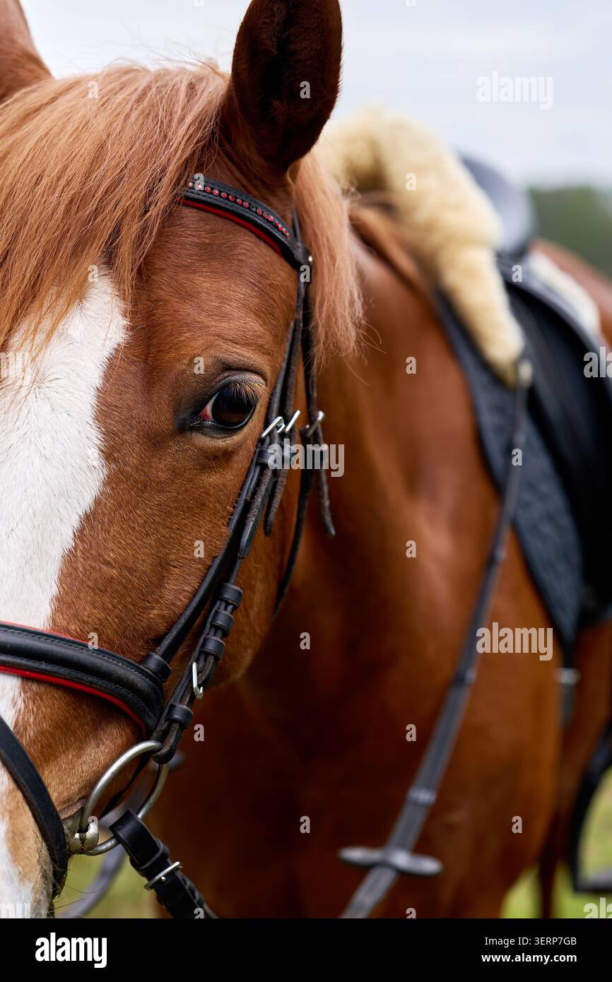 Nahaufnahme des Auges eines braunen walisischen Reitpferds. Stockfoto