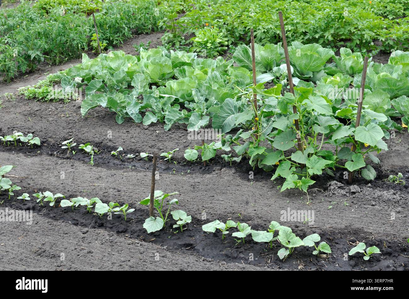 Biologisch angebautes Anbaugemüse im Gemüsegarten nach dem Gießen Stockfoto