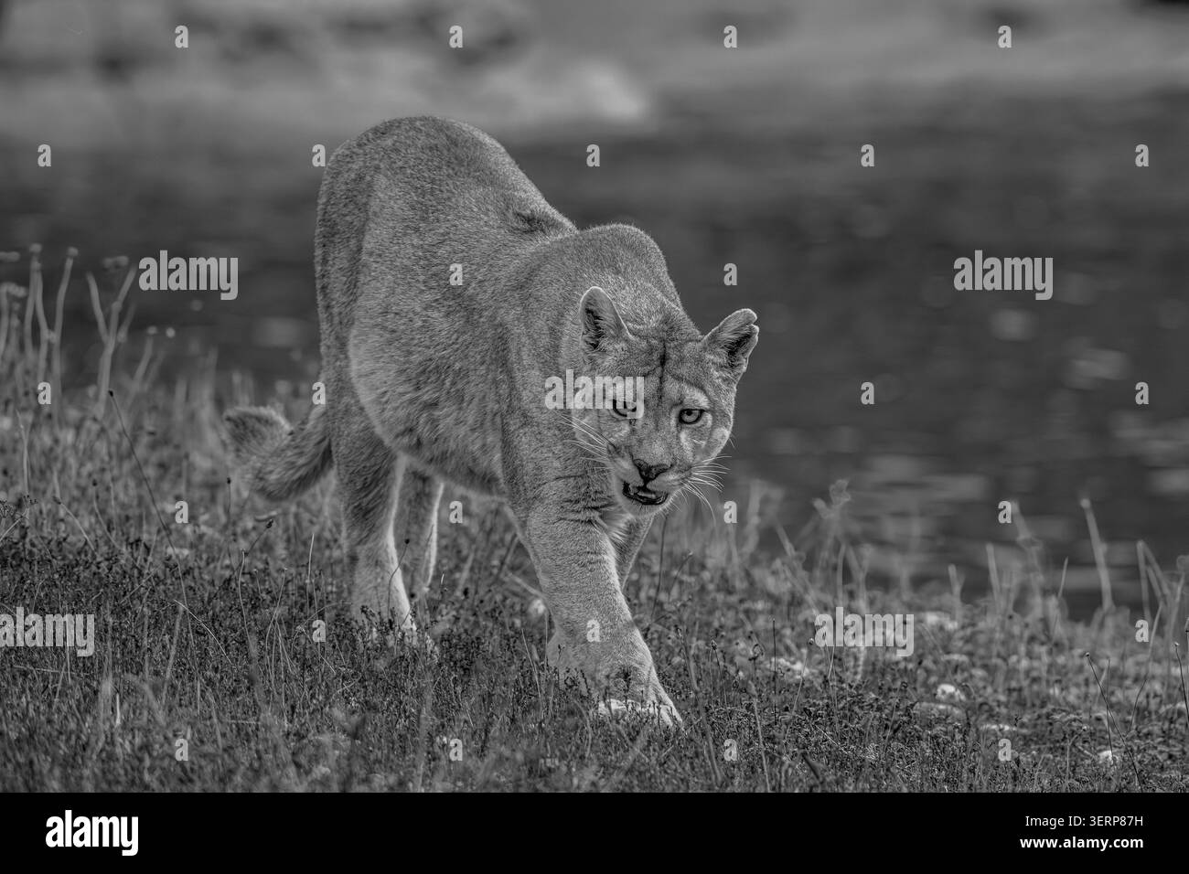 Puma spazieren am Rande eines Sees in Patagonien - Nahaufnahme Stockfoto