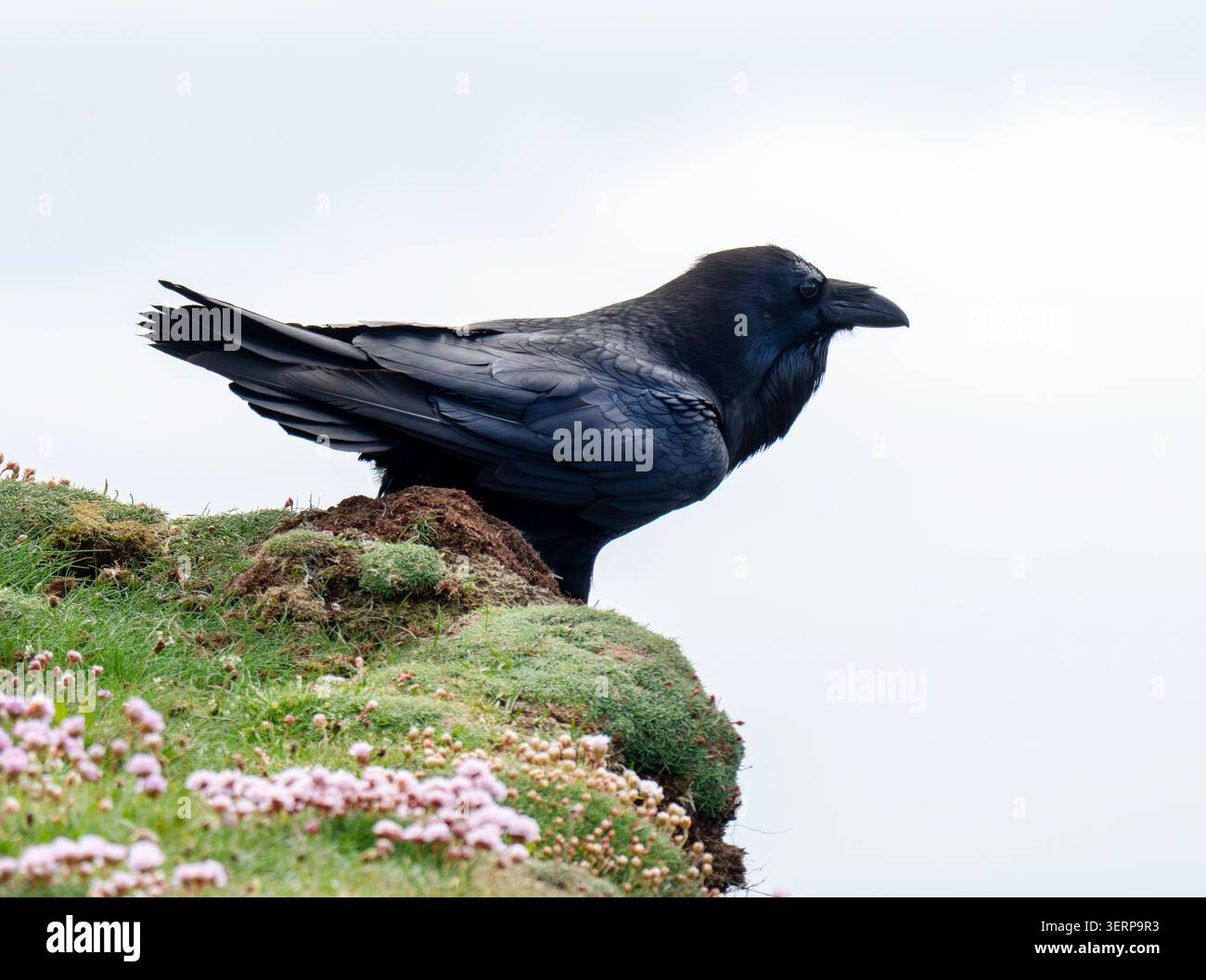 A Raven, Corvus Corax auf Shetland, Schottland, Großbritannien. Stockfoto