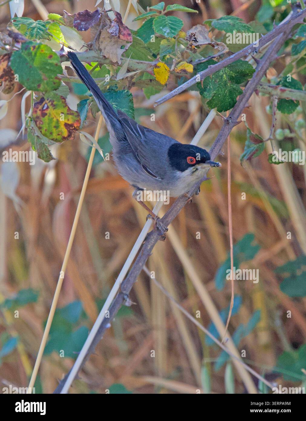 Sizilianische Grasmücke Curruca melanocephala füttert Trujillo Extremadura Spanien Stockfoto
