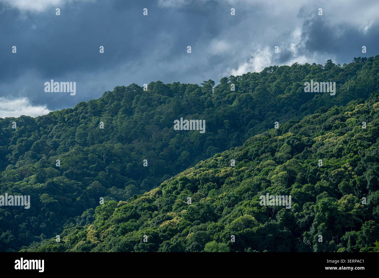 Frische grüne Waldwälder Berglandschaft bei bewölktem Tag Stockfoto