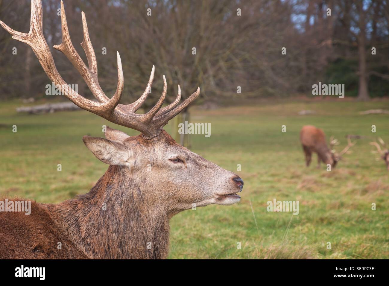 Rotwild im Richmond Park, London, während der Herbstsaison Stockfoto