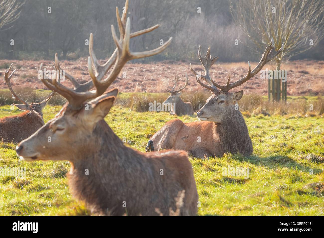Rotwild in Richmond Park, London, heller sonnendurchfluteter Tag Stockfoto