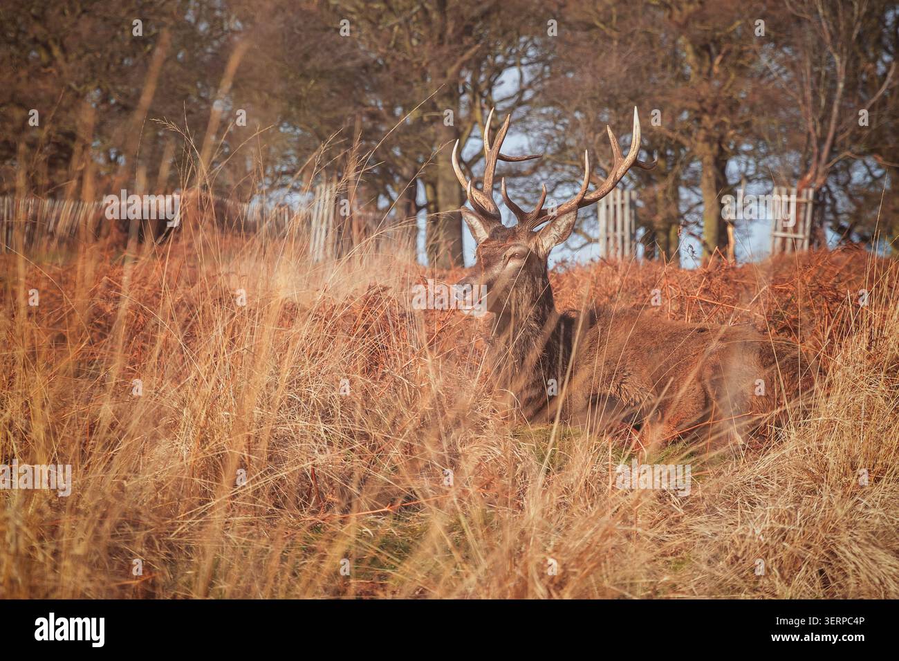 Ein Rotwild im Richmond Park, London, während der Herbstsaison Stockfoto