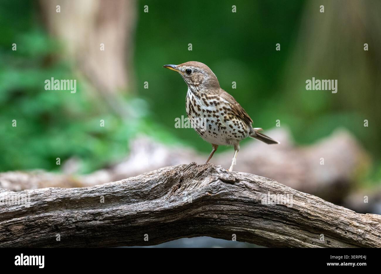 Singdrossel (Turdus Philomelos) Stockfoto