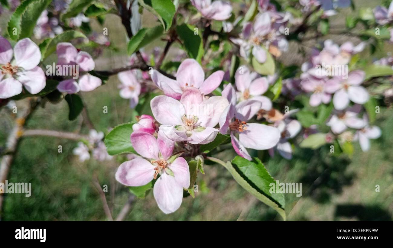 Blüten blühen auf einem Obstbaum im Frühling mit vielen rosa Blütenblättern und grünen Blättern unter einem klaren blauen Himmel Stockfoto