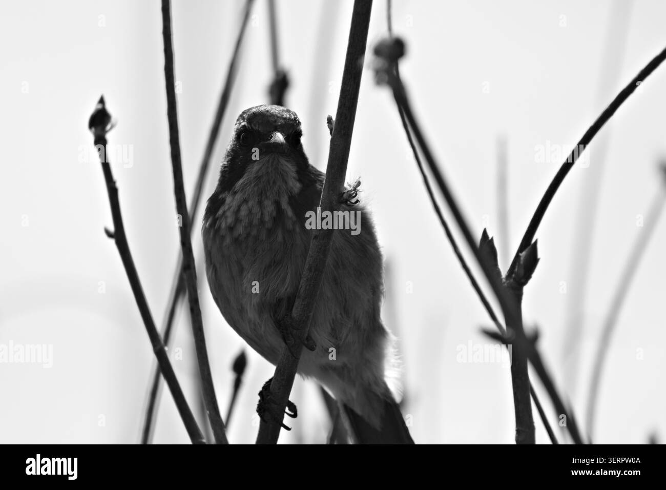 Kleiner Singvogel auf dem Frühlingszweig Stockfoto