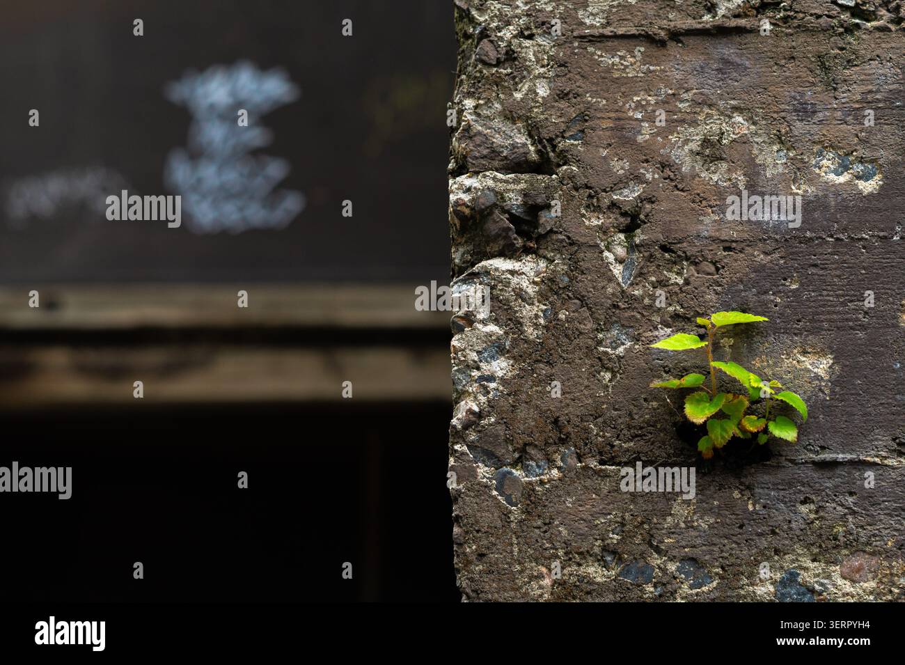 Grüne Blätter, die durch Betonmauerrisse entstehen – die Widerstandsfähigkeit der Natur Stockfoto