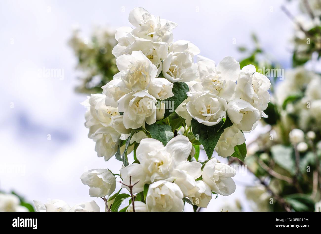 Makrojasminblüten. Blühender Jasminzweig mit weißen Blüten und saftig grünen Blättern am Himmel. Botanische Details, ornamentale Blüte. Stockfoto