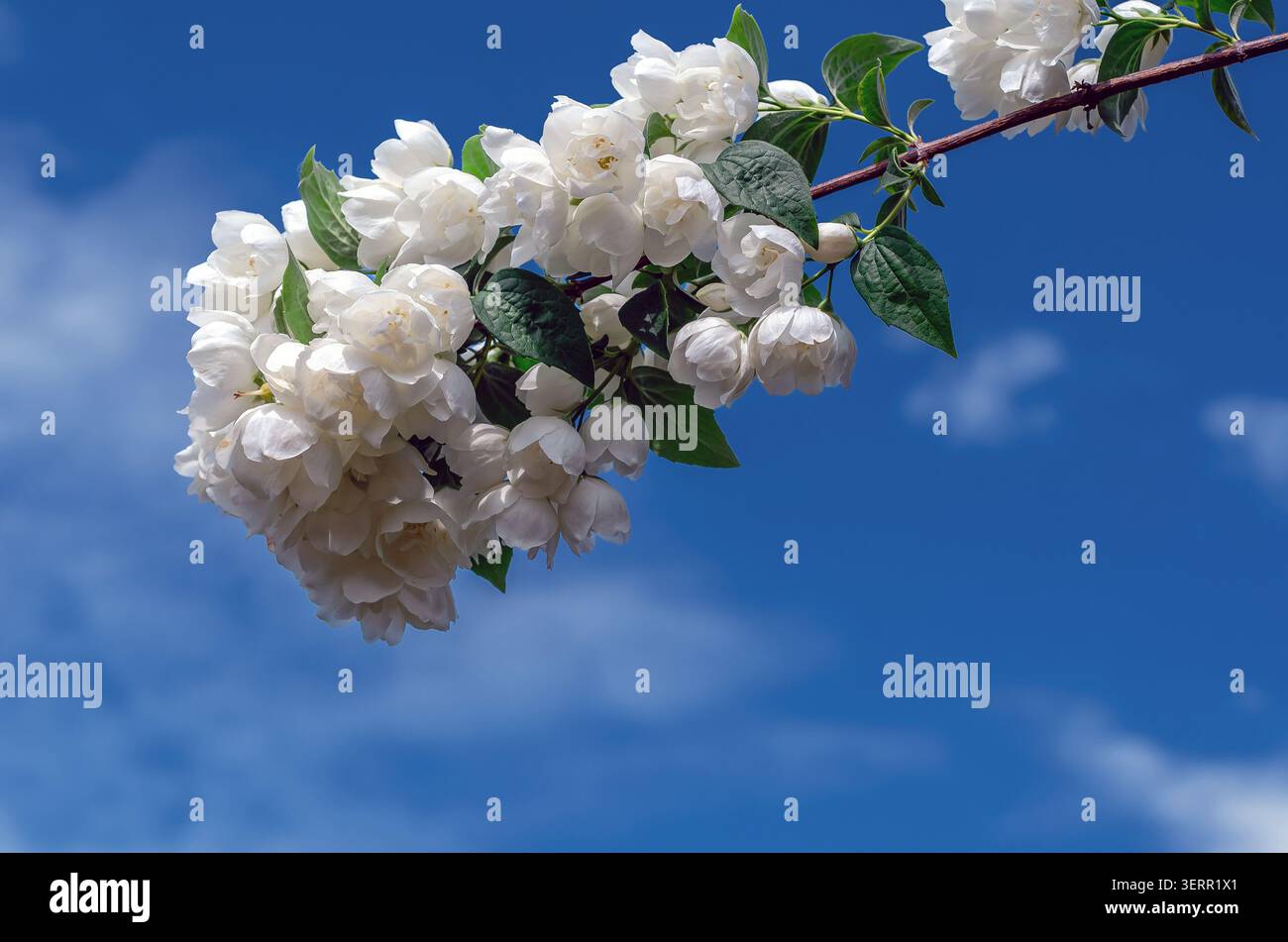 Himmel mit Jasminblüten. Blühender Jasminzweig mit weißen Blüten und saftig grünen Blättern am Himmel. Botanische Details, ornamentale Blüte. Stockfoto