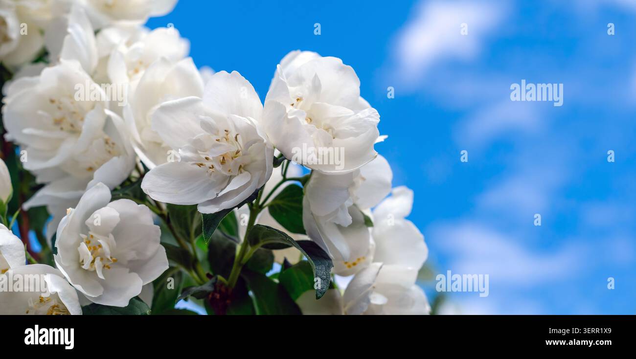 Makrojasminblüten. Blühender Jasminzweig mit weißen Blüten und saftig grünen Blättern am Himmel. Botanische Details, ornamentale Blüte. Stockfoto