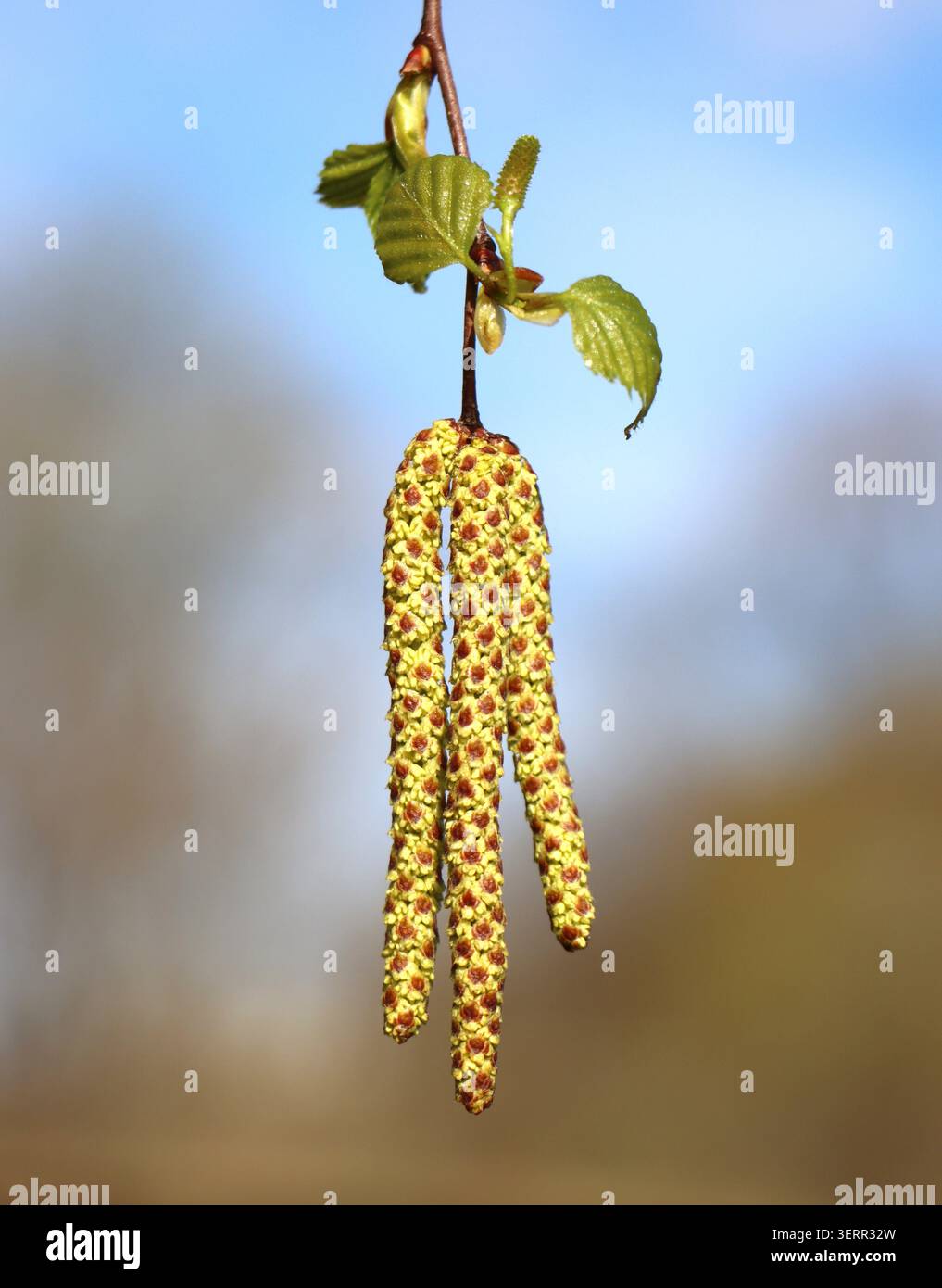 Betula pendula (Silberbirke) Catkins Stockfoto