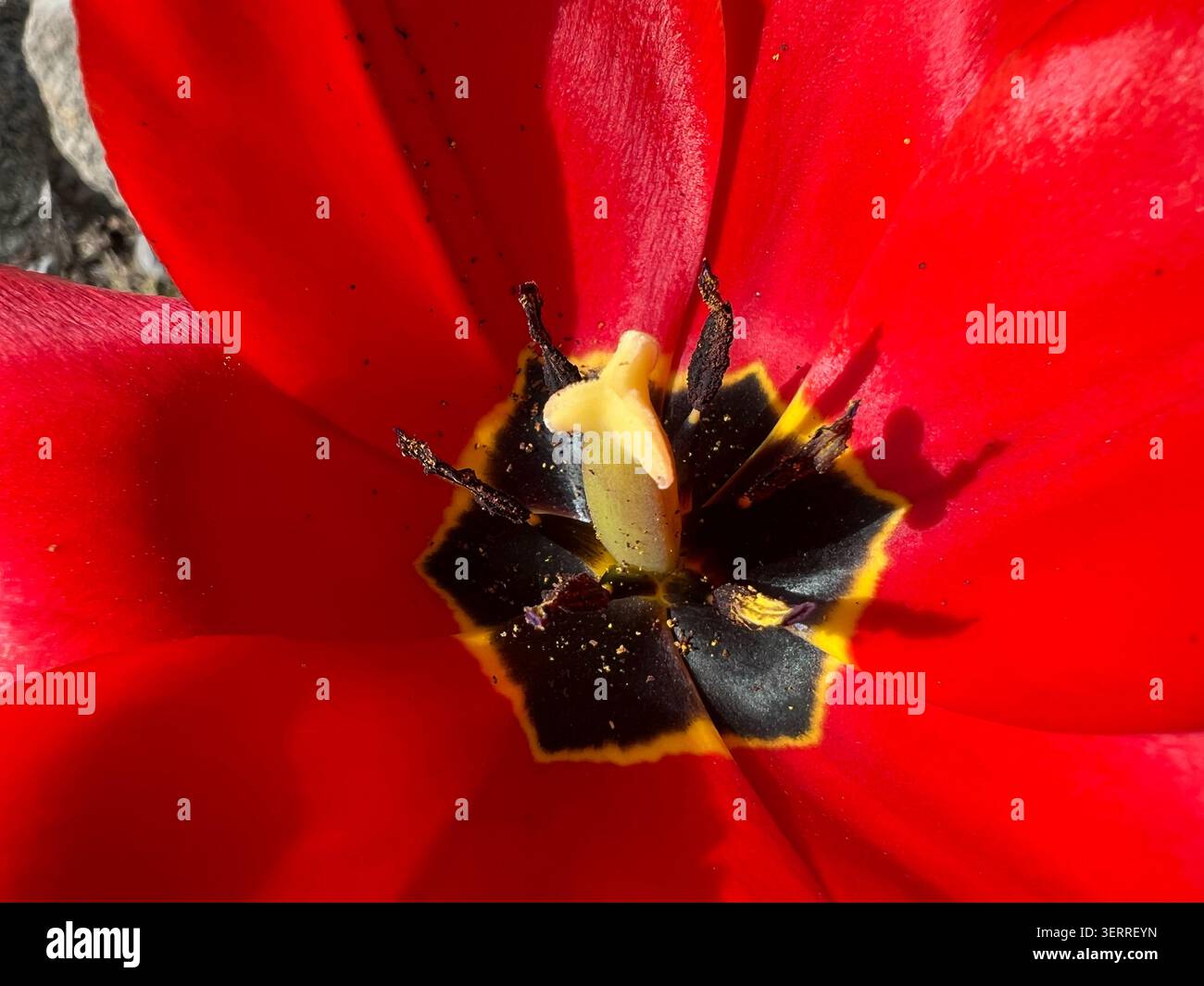 Extreme Makroaufnahme von lebendigen roten Tulpenblüten im Inneren mit dunklem Zentrum und gelbem Stempel Stockfoto