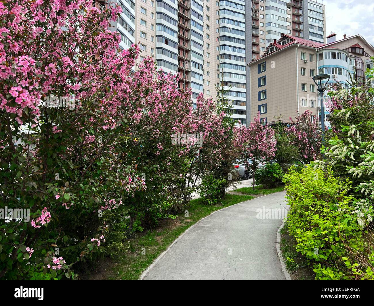 Geschwungener Gartenweg gesäumt von blühenden rosa Zierbäumen und grünen Sträuchern in einem modernen Innenhof Stockfoto