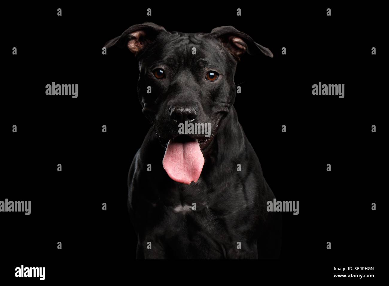 Entzückendes Porträt des Pitbull Dog isoliert auf schwarzem Hintergrund, Vorderansicht Stockfoto