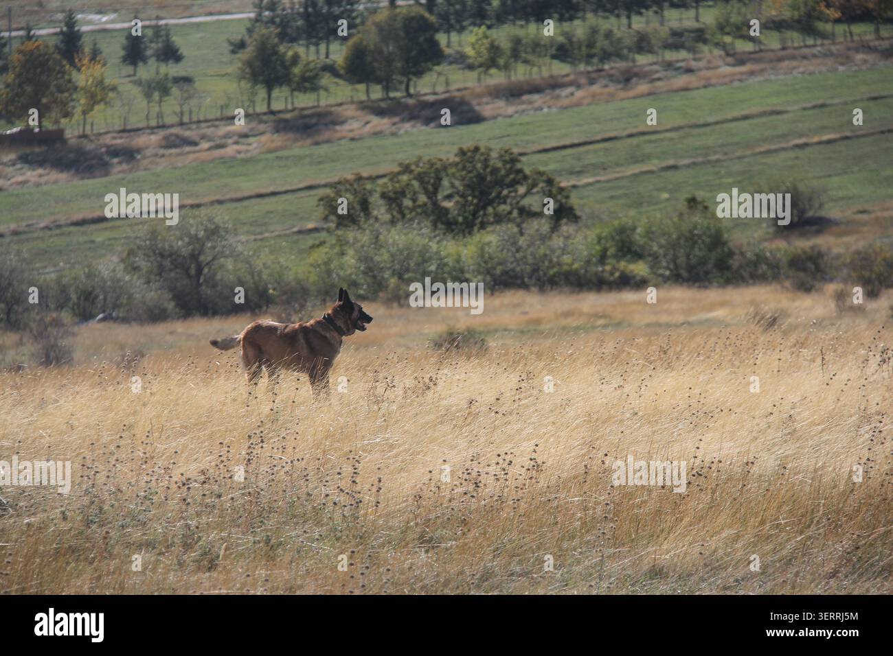 Belgischer Malinois, der auf einer sonnigen Wiese mit landwirtschaftlichen Feldern im Hintergrund steht Stockfoto