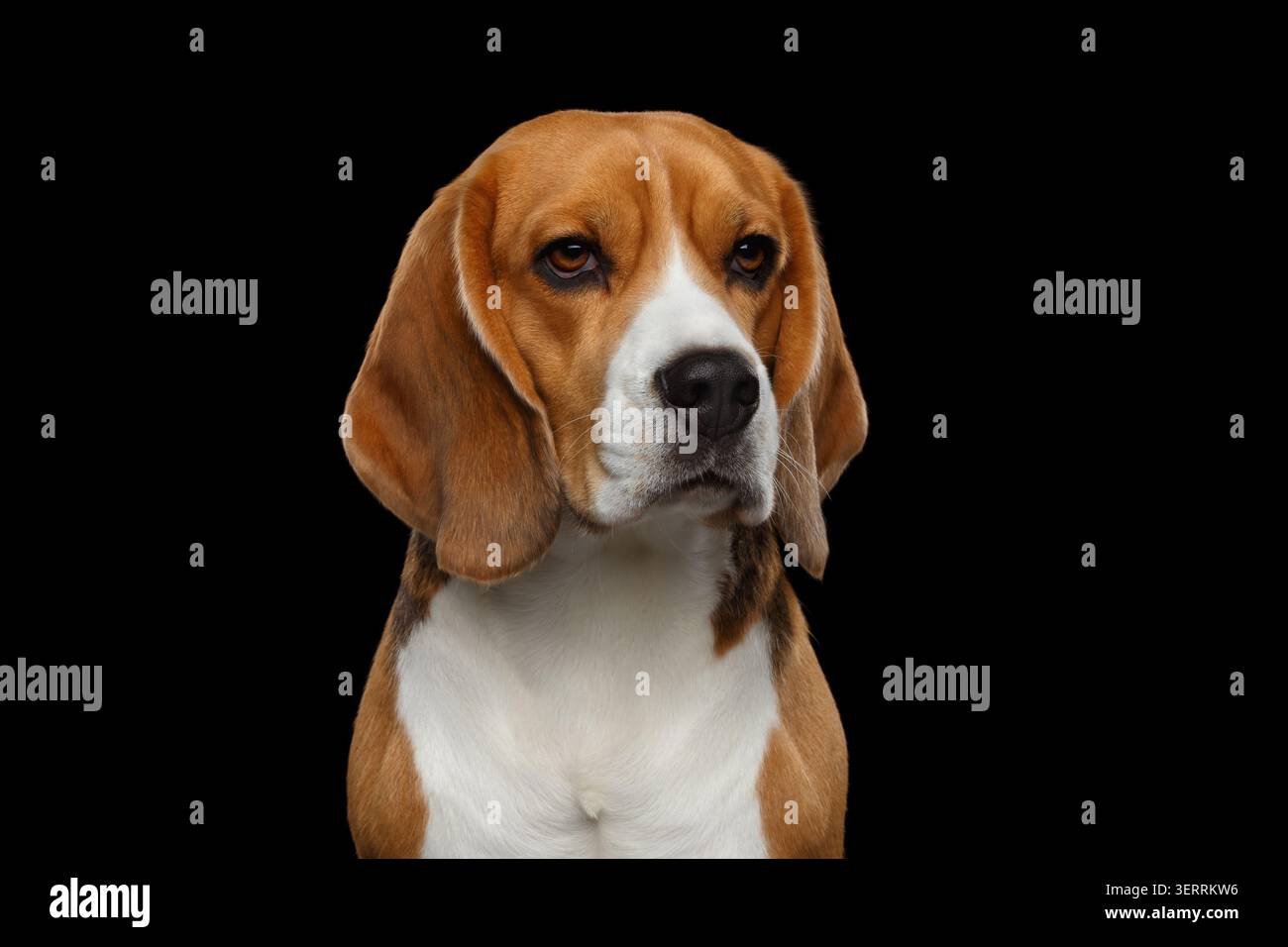 Closeup Portrait von Beagle Hund Satre isoliert auf schwarzen Hintergrund im Studio Stockfoto