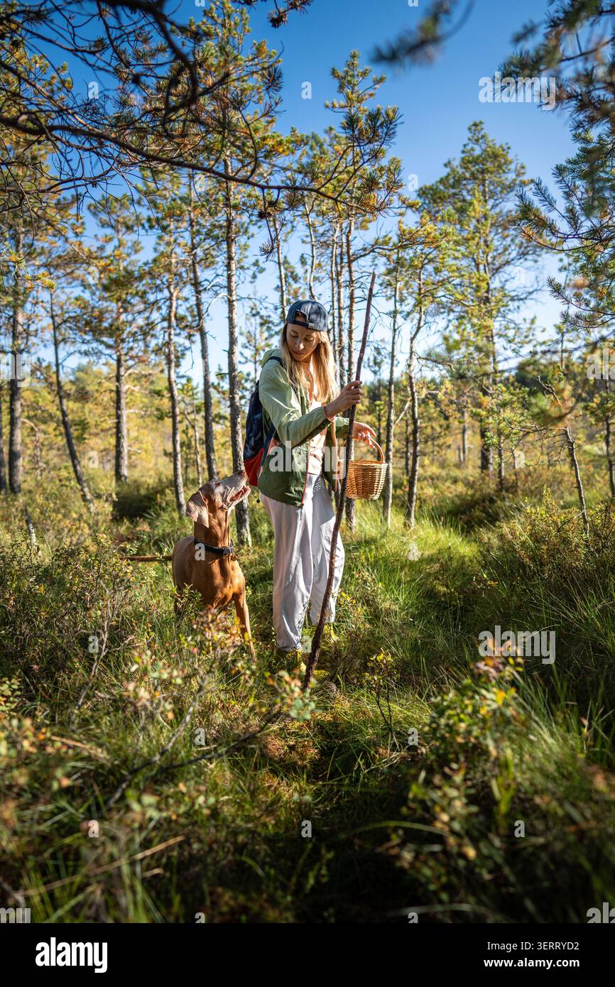Positive Wanderer mit Korb und Stock auf Spaziergang in wilden Wäldern zusammen mit verspieltem Vizsla Hund Stockfoto
