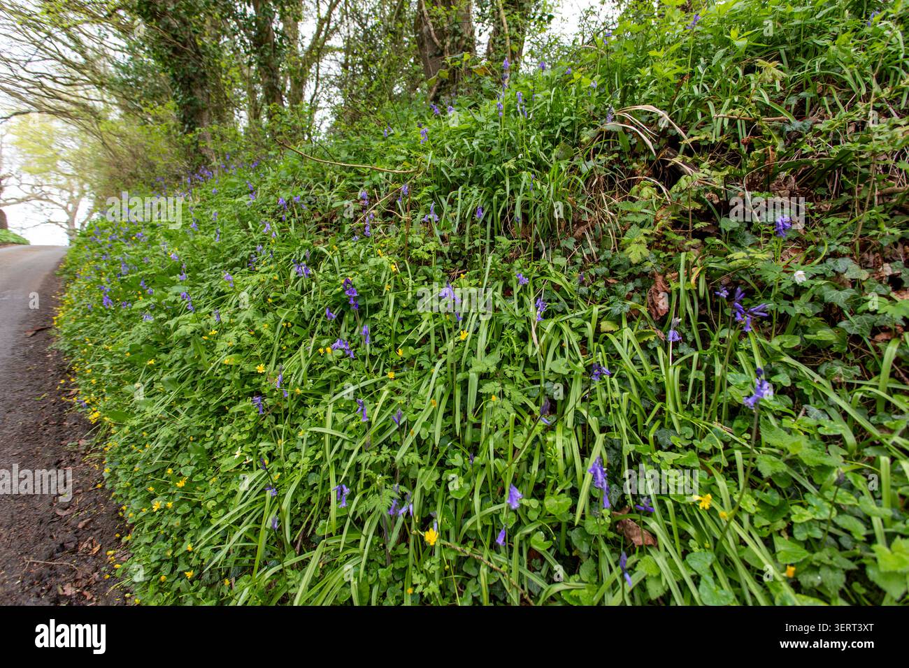 Aprilblumen, die an den tiefen Ufern einer versunkenen Hege im ländlichen Norden von Dorset, England, wachsen Stockfoto
