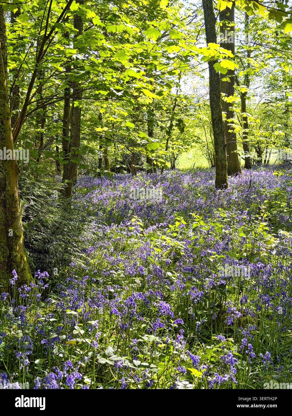 Bluebells im Frühling im Micheldever Woods - Smartphone-aufgenommenes Stockfoto