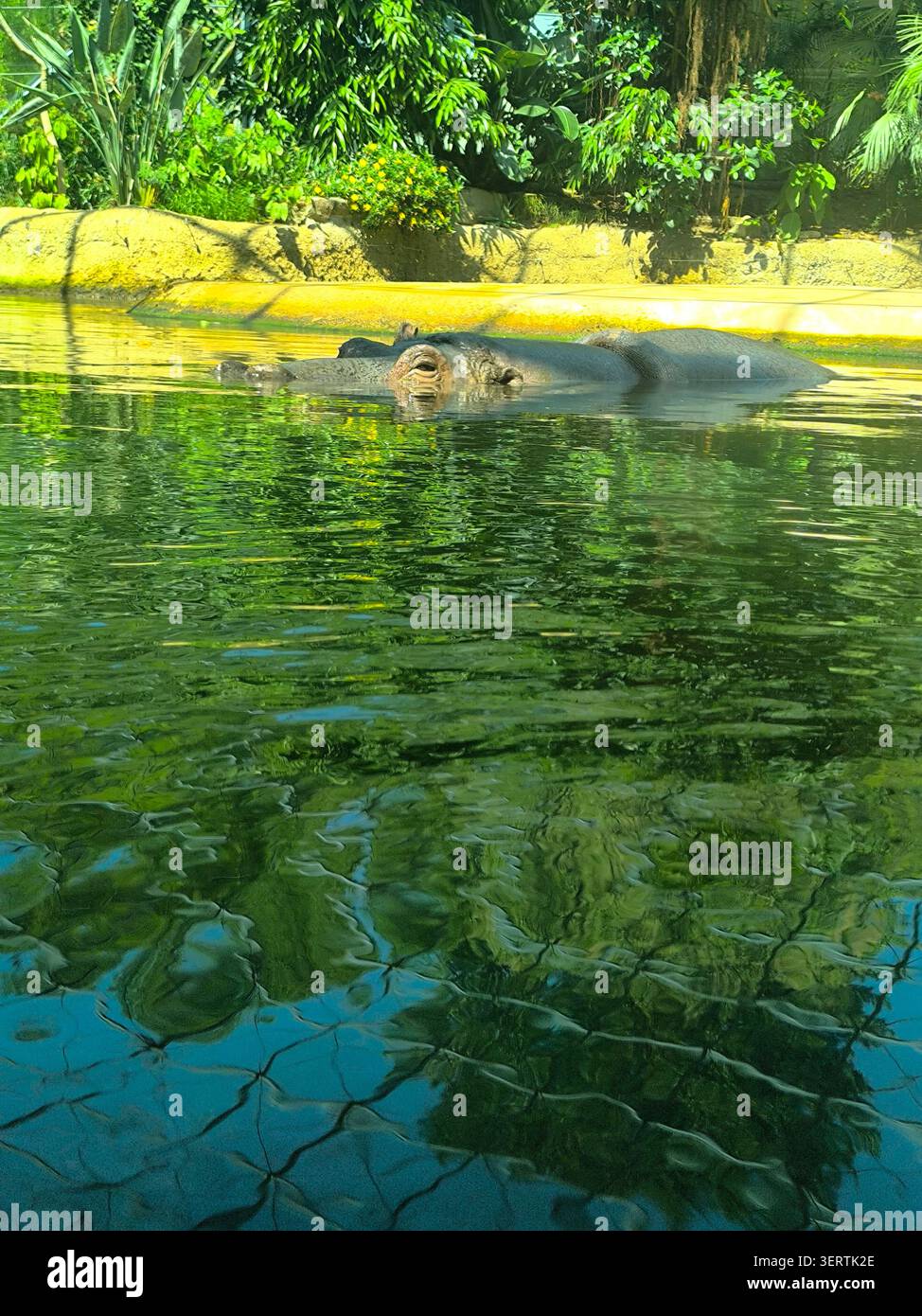 Ein großer Nilpferd mit Kopf und Rücken, der teilweise in einen ruhigen, grün getönten Teich getaucht ist. Stockfoto