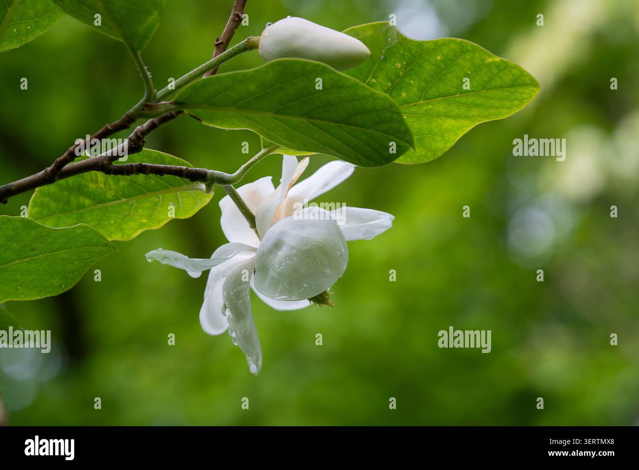 Die weiße Siebold-Magnolie (Magnolia sieboldii) blüht und knospen auf einem Blattzweig, gefangen in sanftem natürlichem Licht mit einem üppigen grünen Hintergrund. Stockfoto