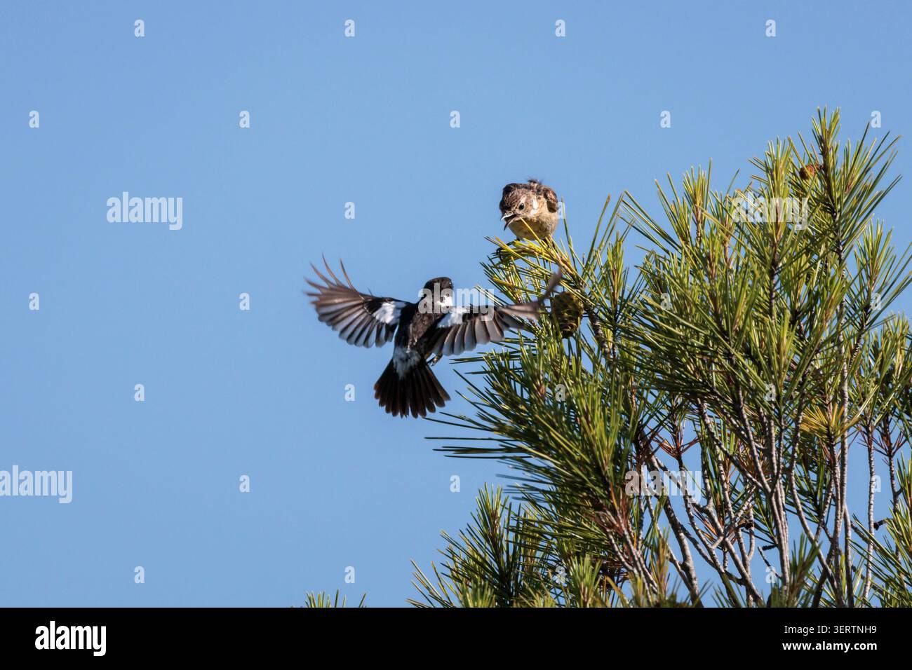 Ein paar gewöhnliche Steinechats während des Balzfluges, Beniarres, Spanien Stockfoto