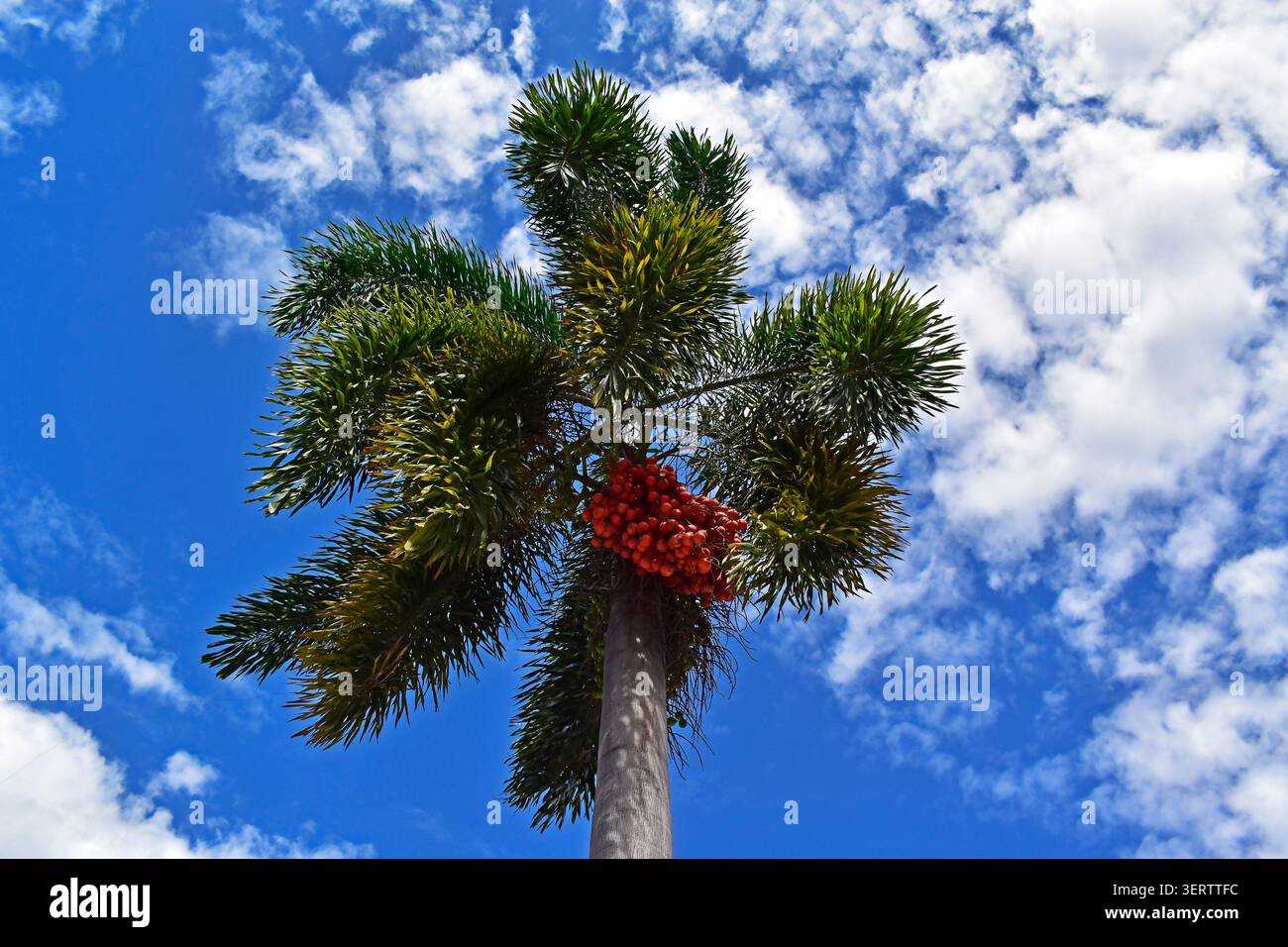 Palmenfrüchte im Stadtteil Maracanã, Rio de Janeiro, Brasilien Stockfoto