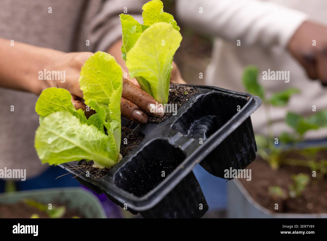 Das schwarze Plastikkeimling-Tablett hält hellgrüne Salatkeimlinge im Garten im Garten zwischen Töpfen Stockfoto