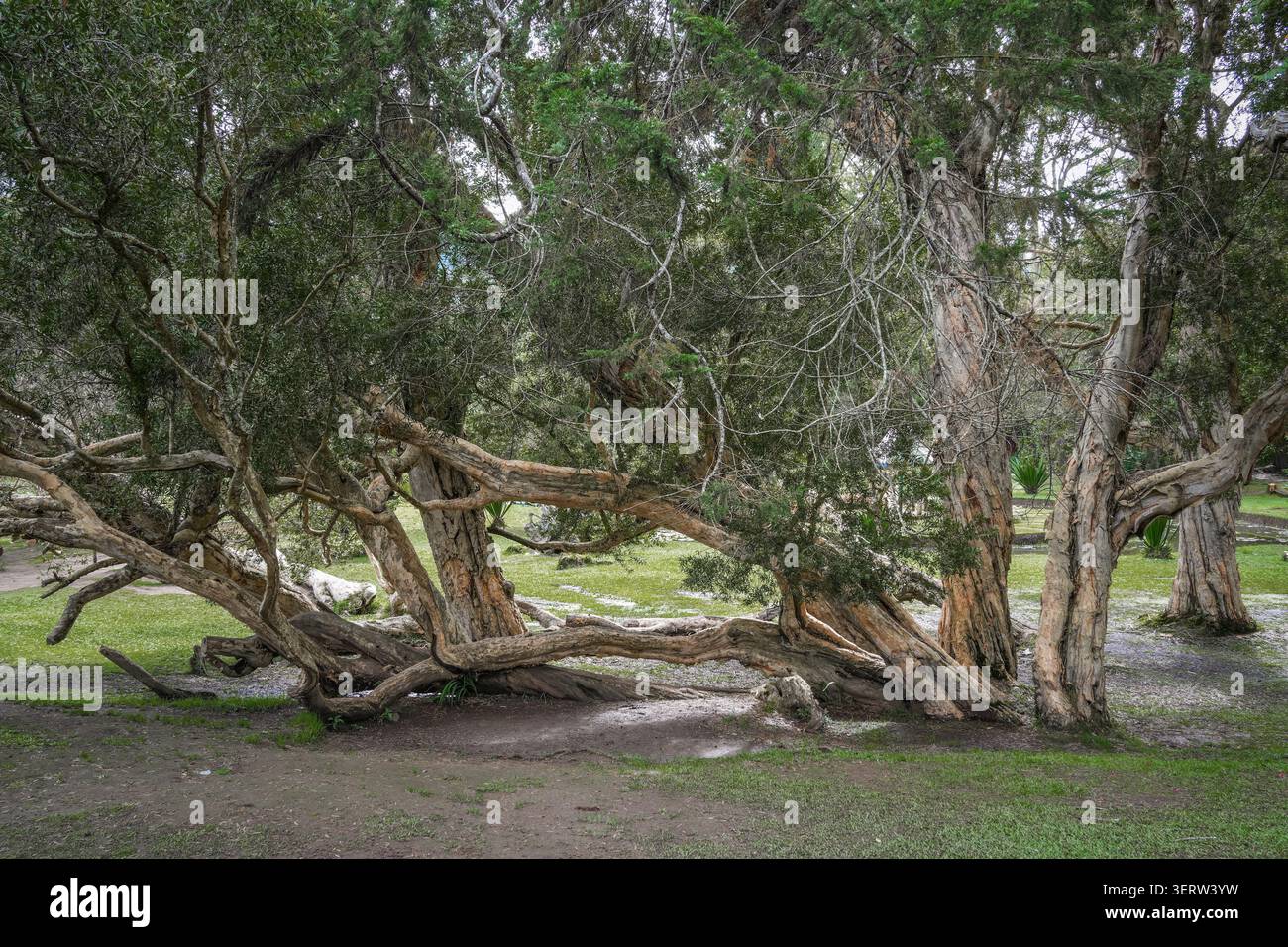 Der Victoria Park ist ein öffentlicher Park in Nuwara Eliya Sri Lanka. Der Park wurde 1897 offiziell zum Gedenken an Königin Victoria benannt. Stockfoto