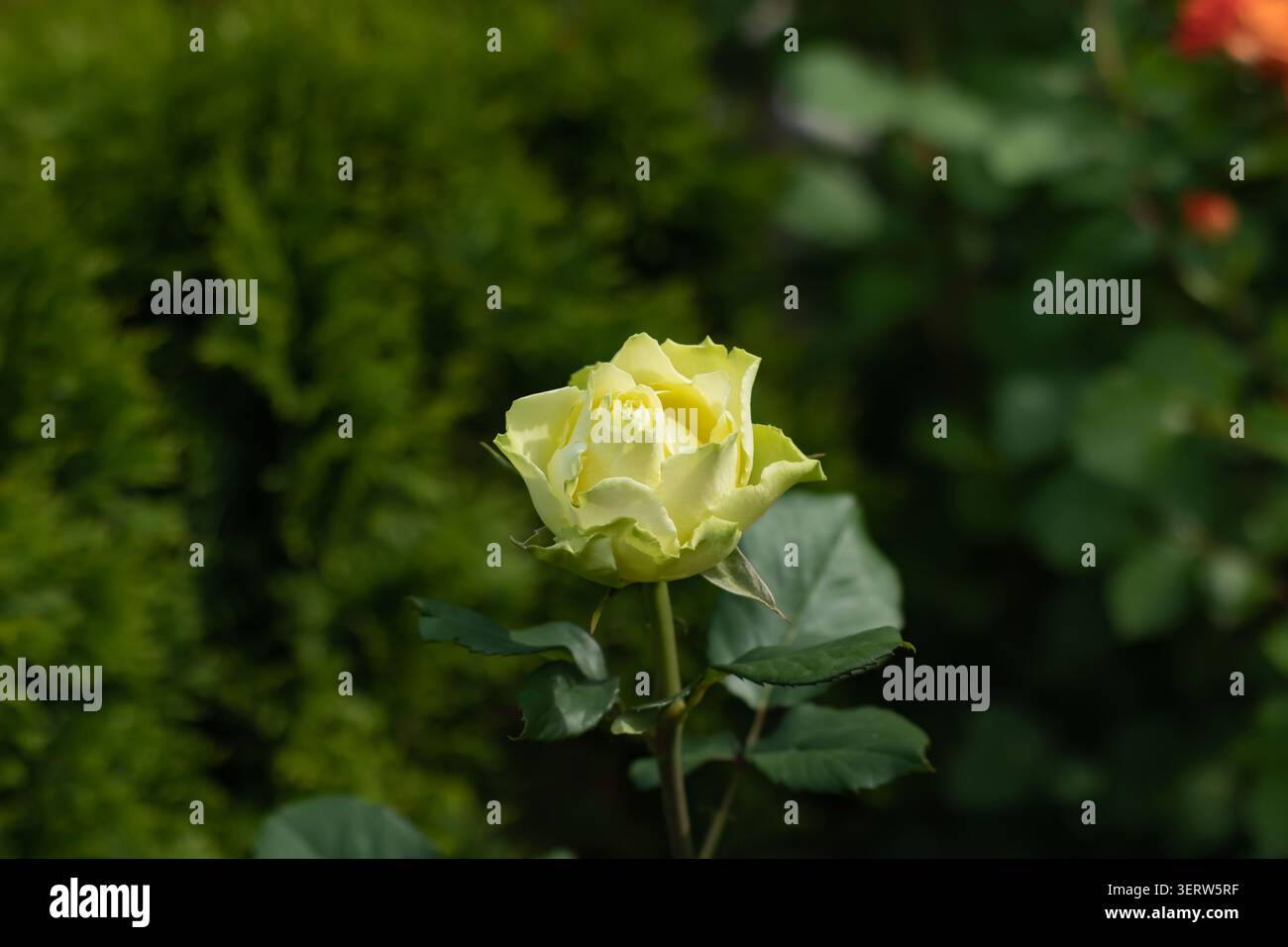 Seltene lindgrüne und cremefarbene Rose öffnet sich am Einstiel gegen tiefgrünes Gartenbokeh. Orange Rose verschwimmt in der oberen Ecke, gezackte Blätter scharf, also Stockfoto