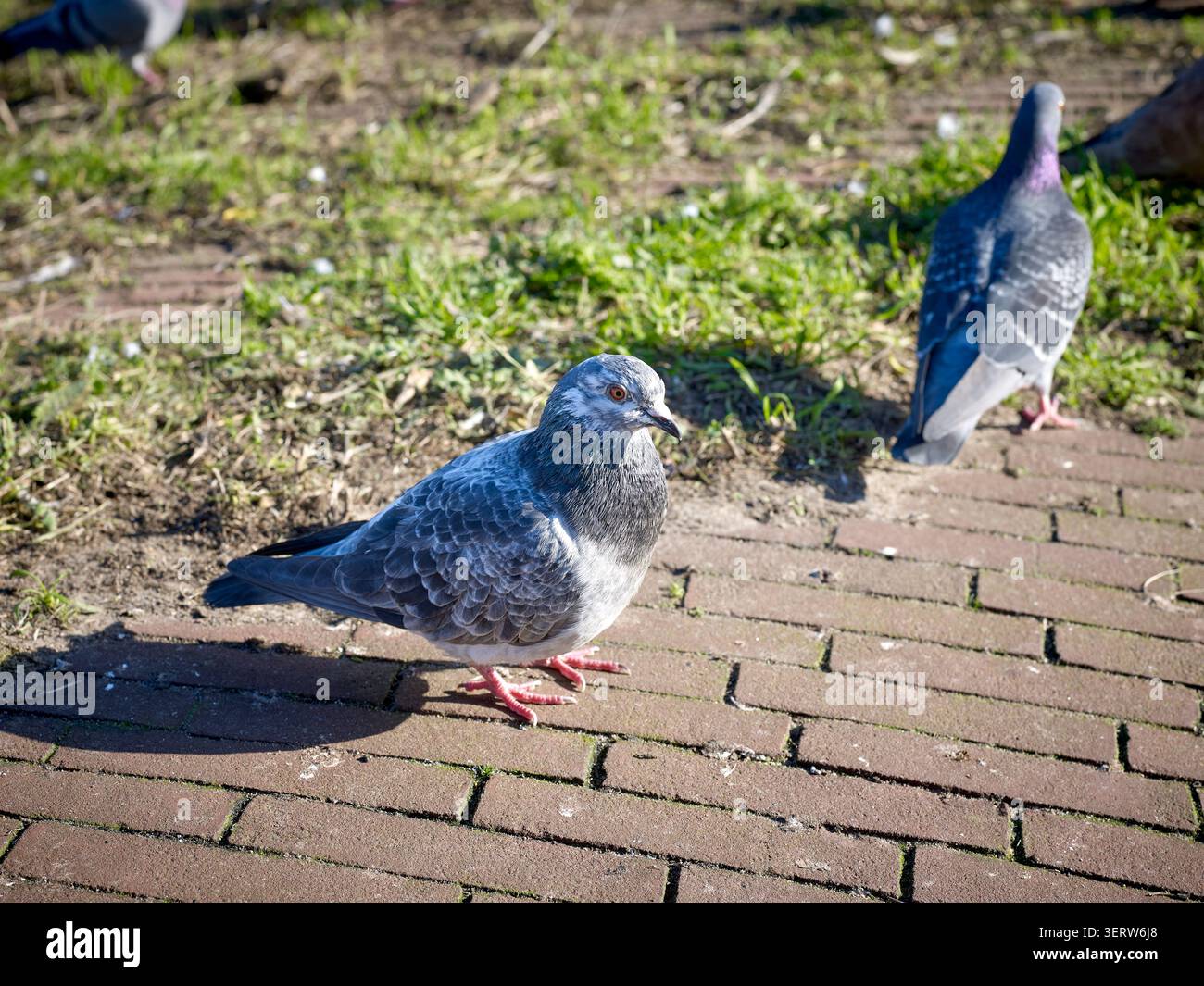 Tauben auf der Straße. Stockfoto