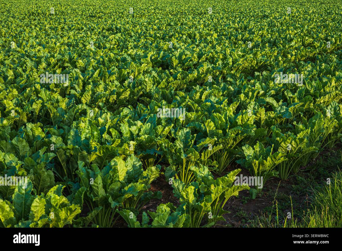 Üppig grünes Zuckerrübenfeld mit Reihen von lebhaftem Blattgemüse, das auf einer Farm unter goldenem Sonnenlicht wächst Stockfoto