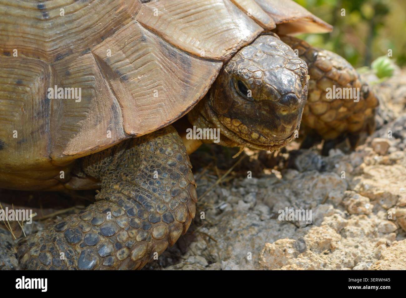Nahaufnahmeporträt einer wilden Schildkröte, die ihr detailliertes Gesicht, ihre schuppige Haut und ihren gemusterten Panzer in einem mediterranen Lebensraum in der Nähe von Alanya, Türkei, zeigt Stockfoto