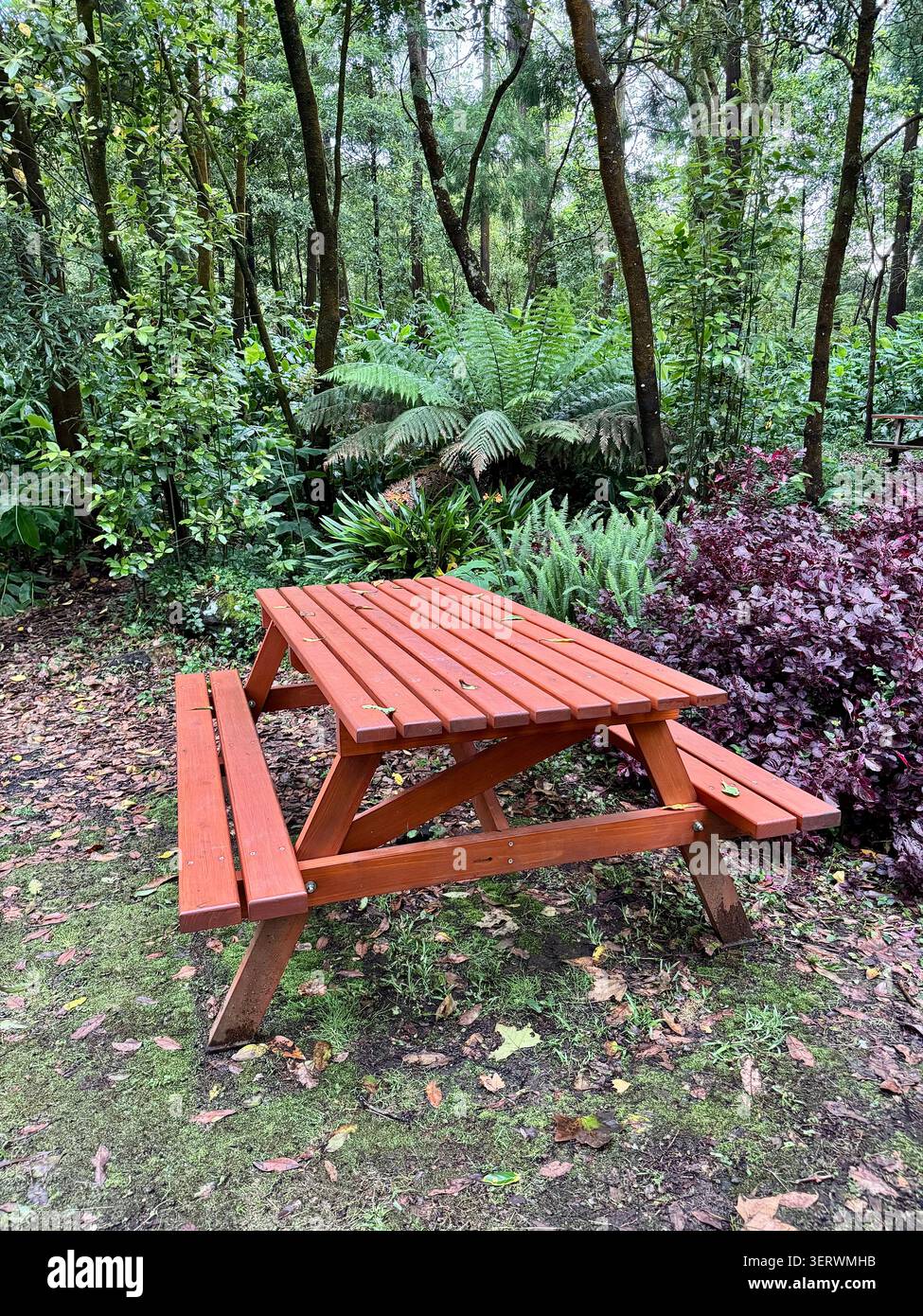 Picknicktische umgeben von einheimischen Wäldern im Naturreservat Pinhal da Paz, Insel São Miguel, Azoren, Portugal. Stockfoto