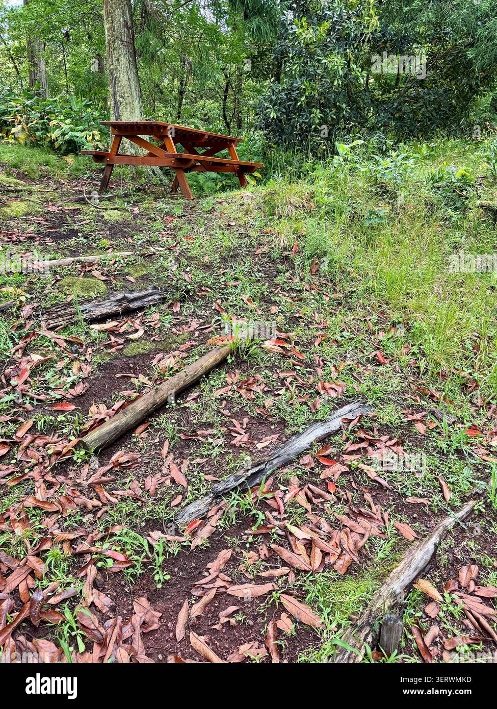 Picknicktische umgeben von einheimischen Wäldern im Naturreservat Pinhal da Paz, Insel São Miguel, Azoren, Portugal. Stockfoto