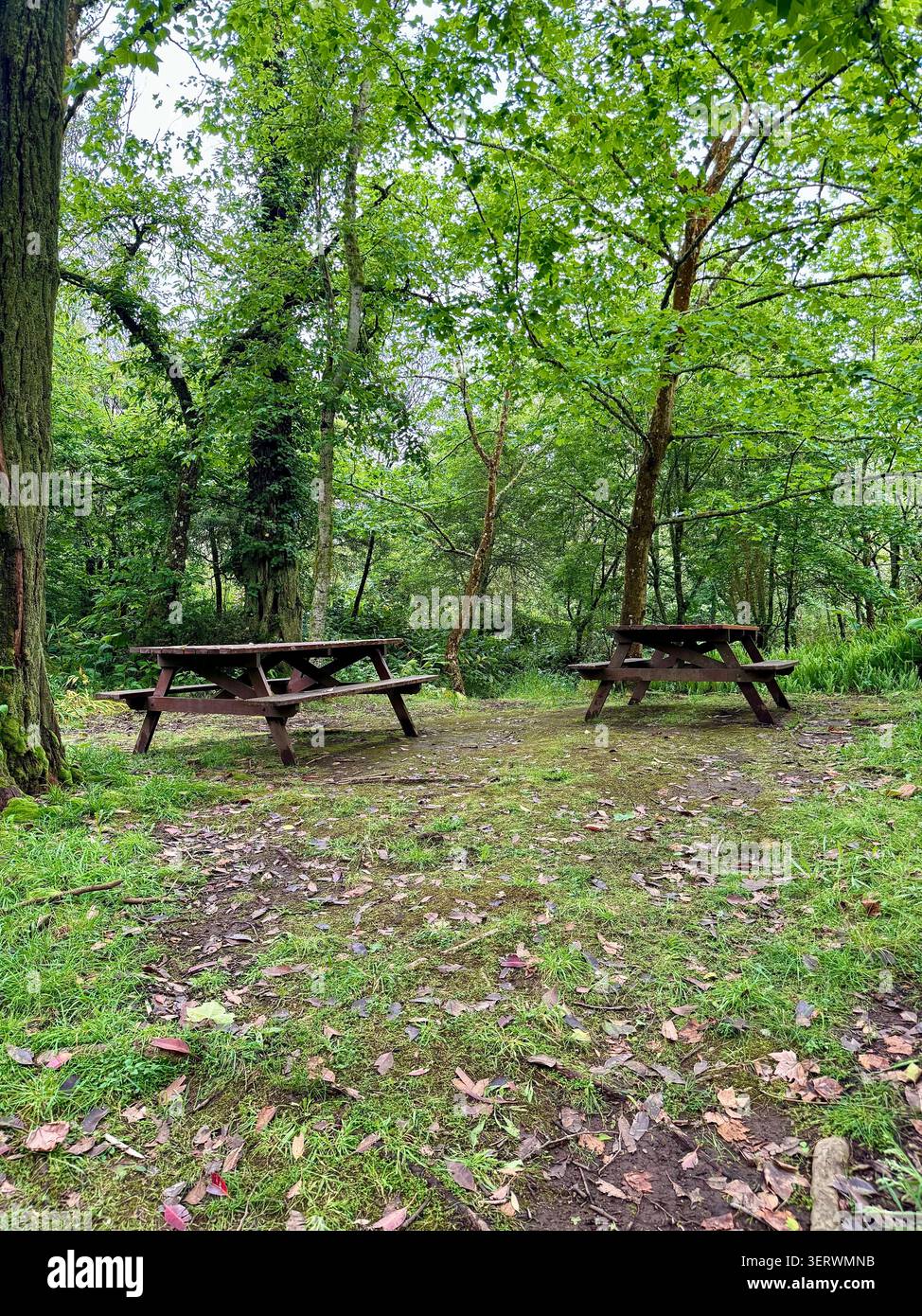 Picknicktische umgeben von einheimischen Wäldern im Naturreservat Pinhal da Paz, Insel São Miguel, Azoren, Portugal. Stockfoto