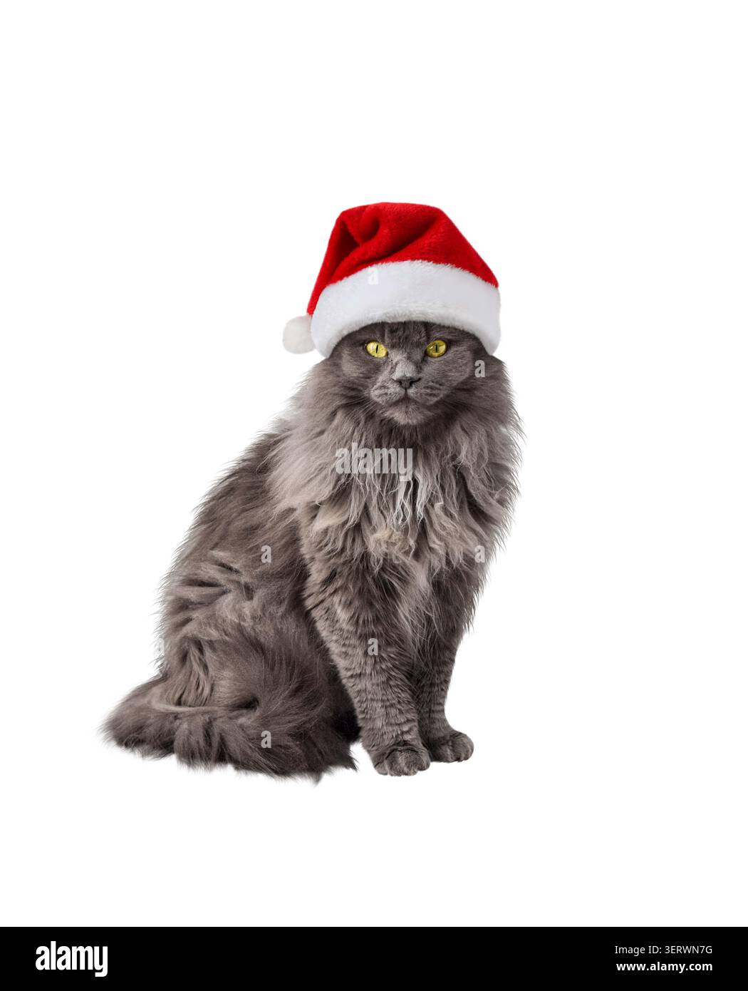 Porträt einer grauen Katze im Santa-Hut-isolierten Ausschnitt auf weiß Stockfoto