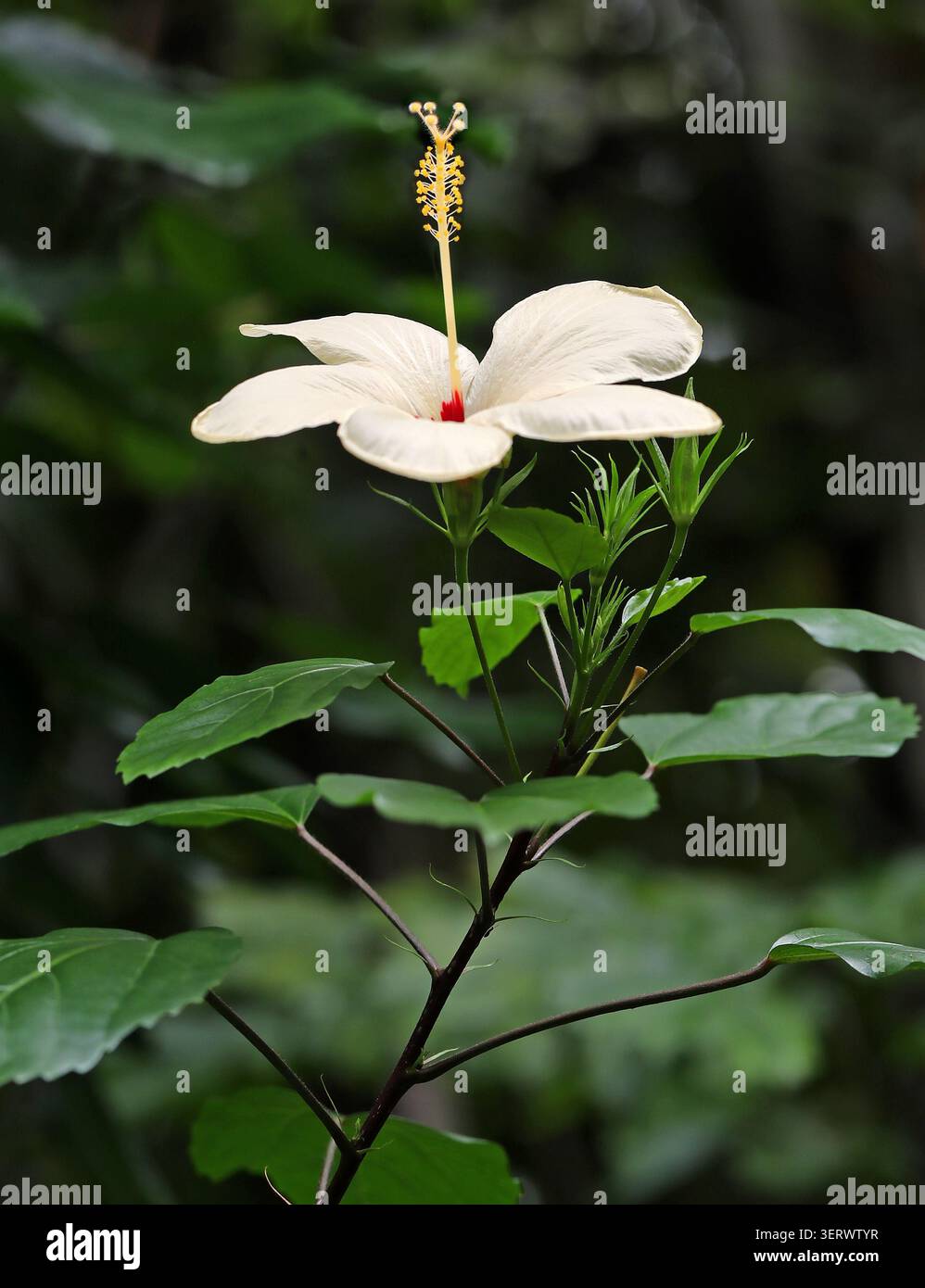 Fidschi Hibiskus, Chinesischer Hibiskus, Chinesische Rose, Hawaiianischer Hibiskus, Rosenmalve, Shoeblack Pflanze, oder einfach Hibiscus, Hibiscus rosa-sinensis 'Storckii Cream Stockfoto