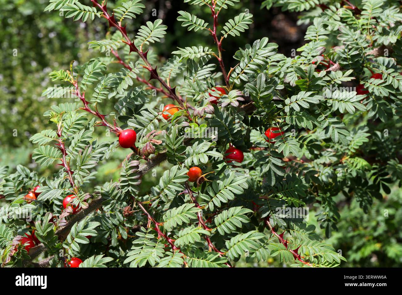 Silky Rose, Wingthorn Rose, geflügelte Thorn Rose oder Stacheldraht Rose, Rosa sericea, Rosaceae. Südwestchina und Nordindien. Stockfoto