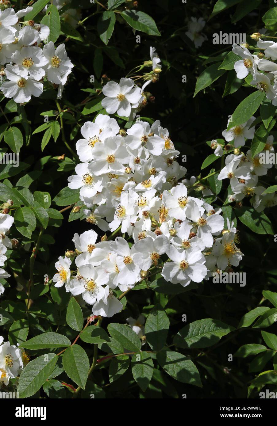 Henrys Rose, Rosa henryi, Rosaceae. China, Asien. Rosa henryi ist eine in China heimische Rosenart. Sie wird allgemein als Henrys Rose bezeichnet. Die Art ist Stockfoto