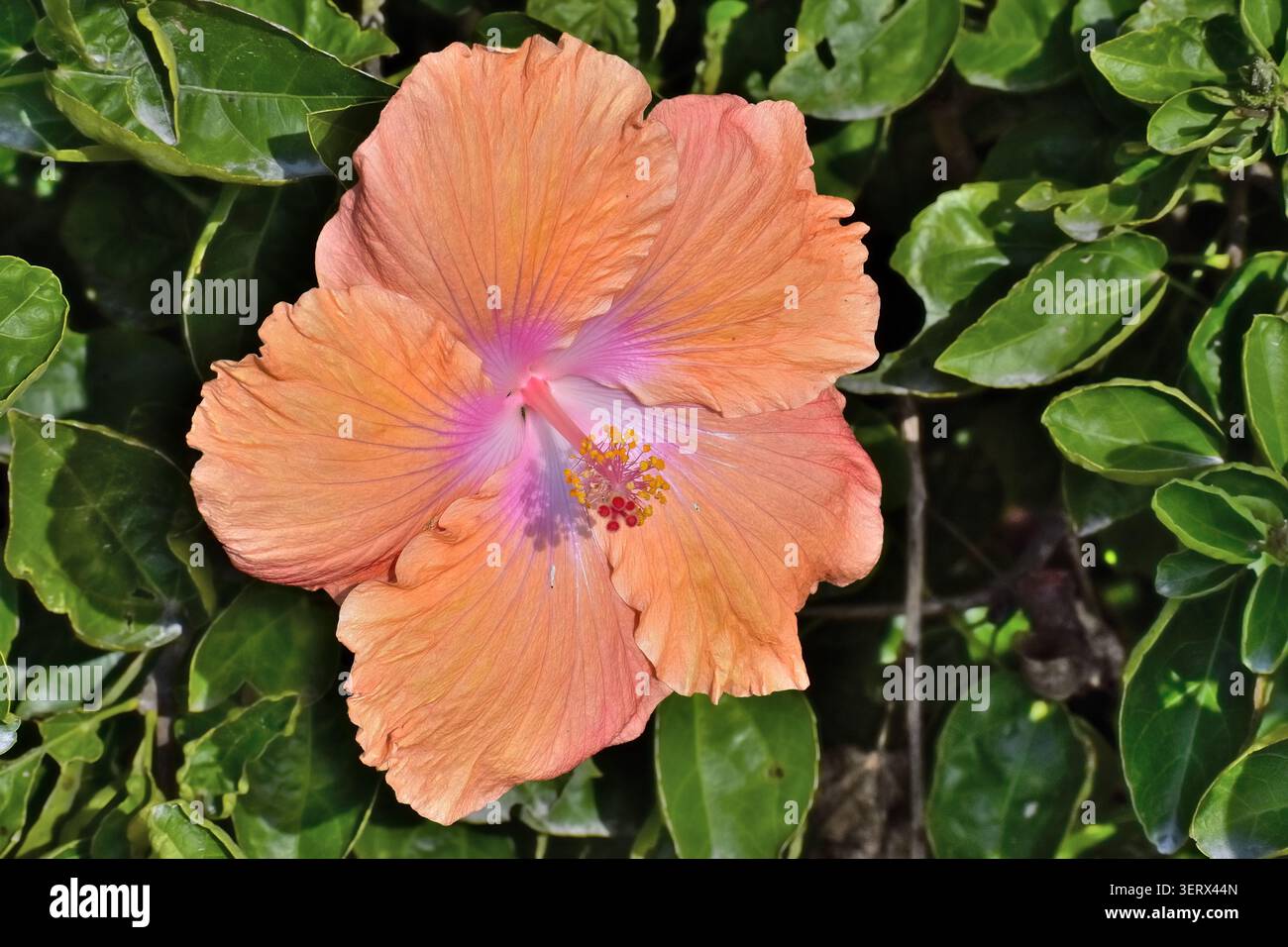 Eine lebendige Hibiskusblüte zeigt weiche pfirsichorange Blüten mit rosa-lila Mitte, ihre langen Stamen mit hellgelben Antheren und rotem Stich Stockfoto