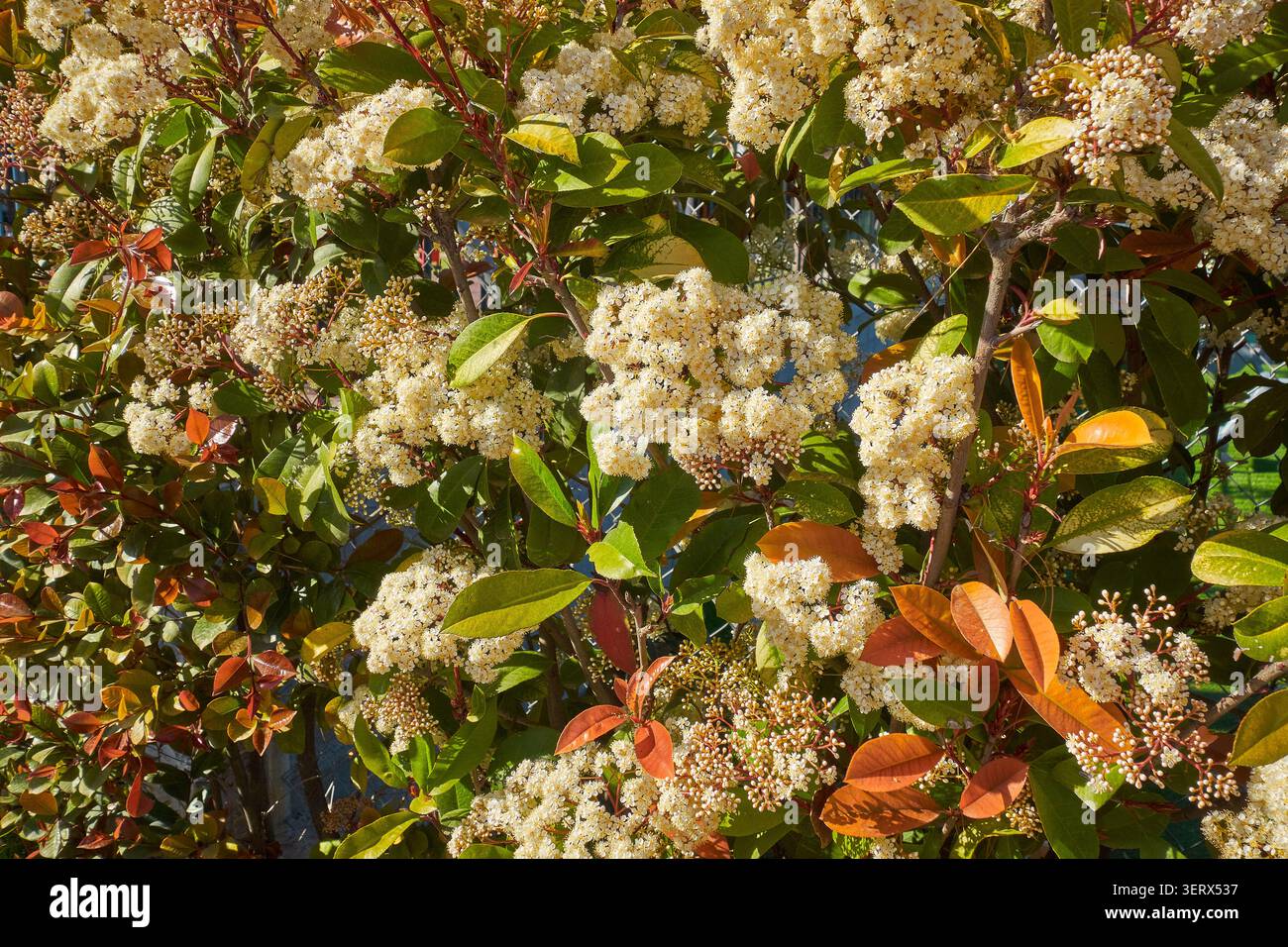 Immergrüner Sträucher Photinia der Familie Photinia x fraseri 'Rote Robin'. Stockfoto
