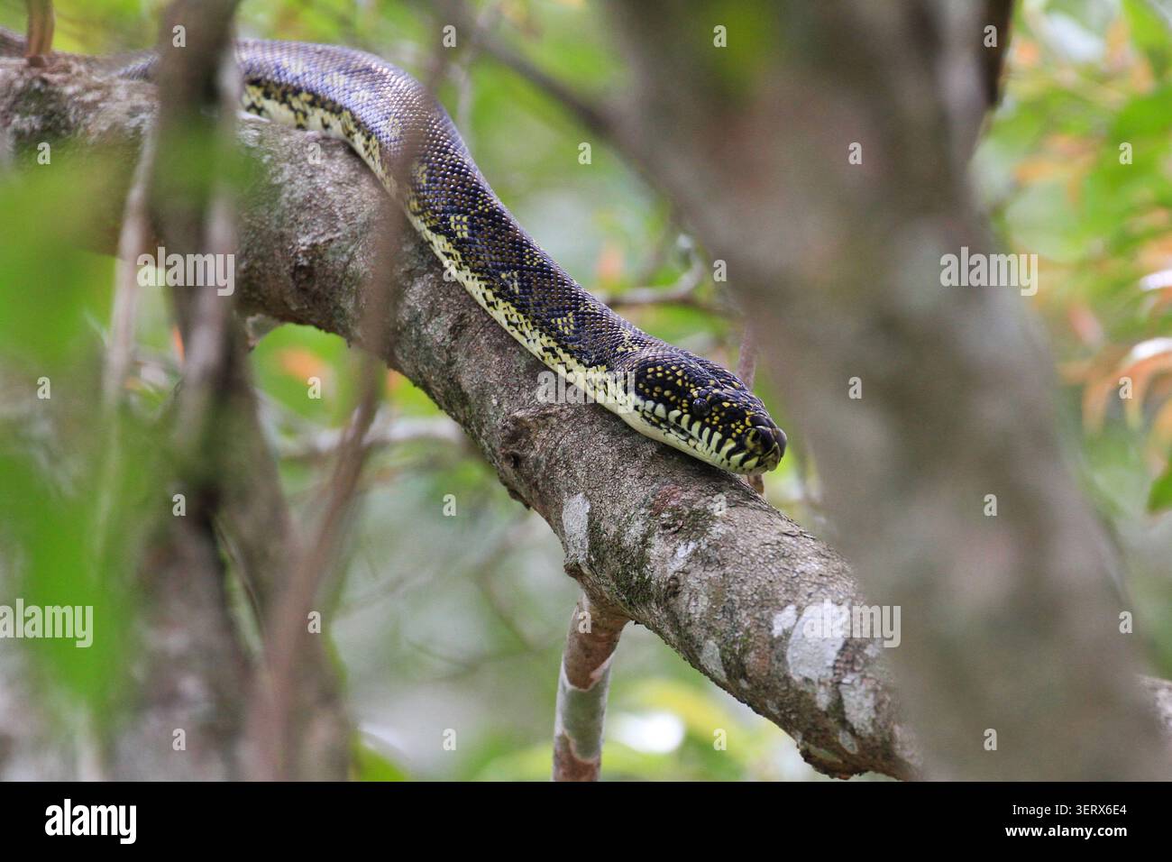 Diamantpython, die an einem Baumzweig entlang gleitet. Stockfoto