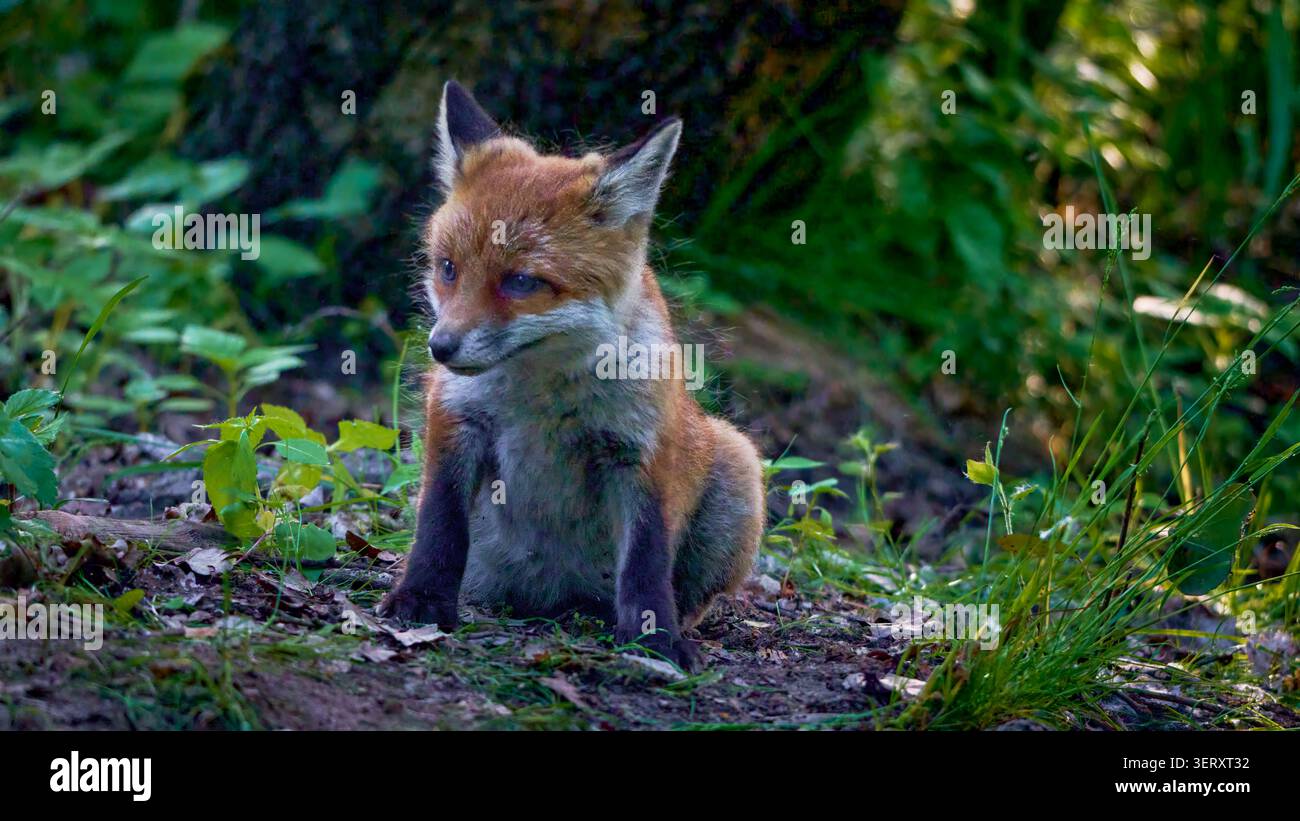 Ein Fuchsjunges sitzt auf dem Waldboden und beobachtet seine Umgebung Stockfoto