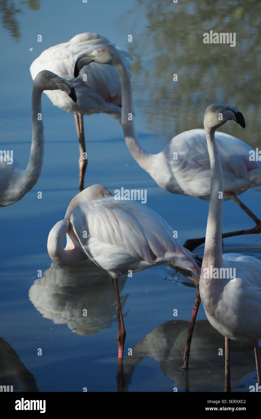 Flamingos stehen im flachen Wasser in einer natürlichen Umgebung Stockfoto