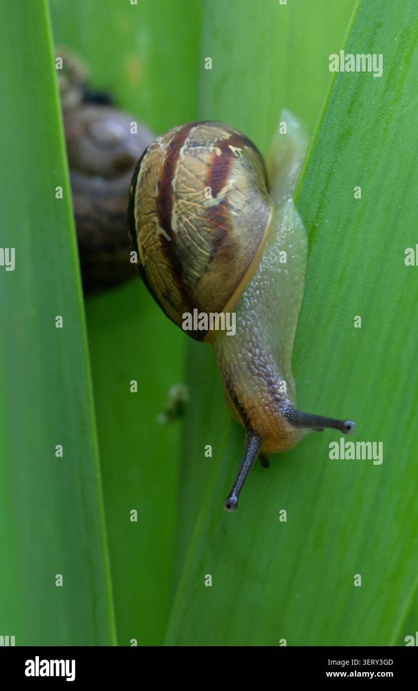 Nahaufnahme einer Gartenschnecke auf einem Lauchstiel. Stockfoto