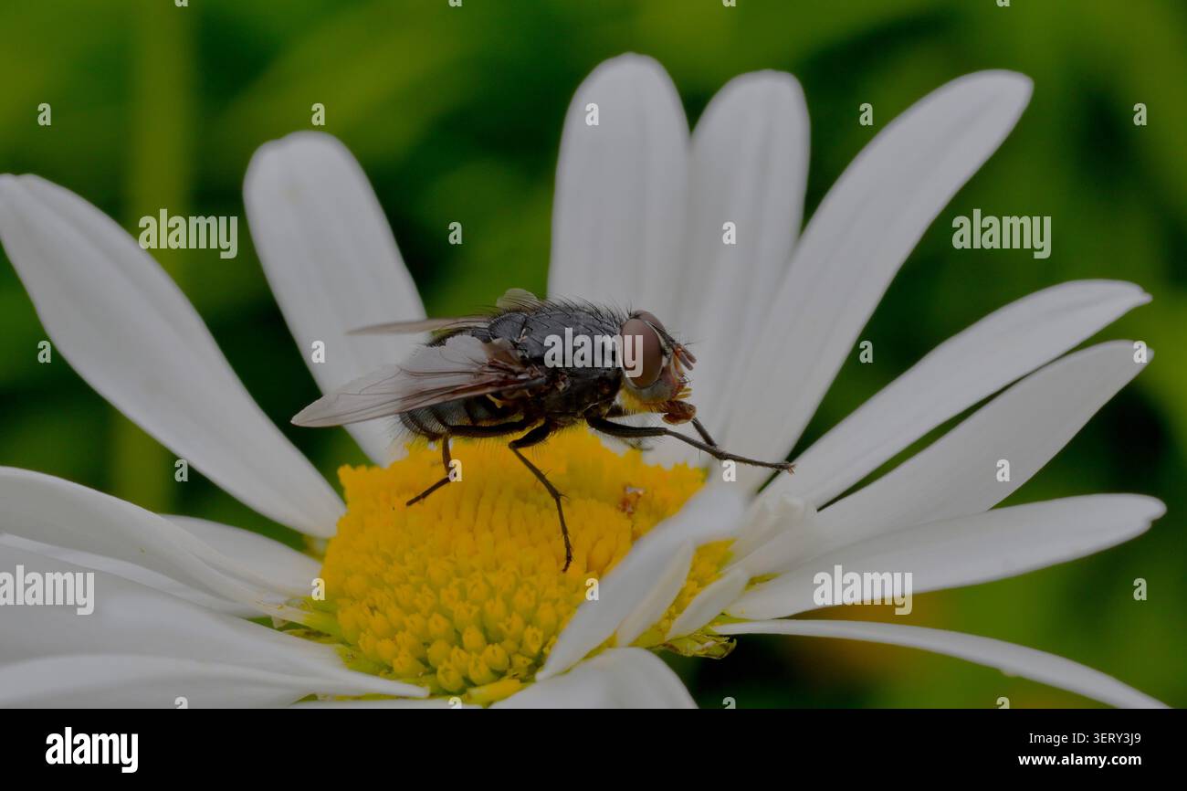 Nahaufnahme einer Blue Bottle Fly auf einem Gänseblümchen Blumenkopf. Stockfoto
