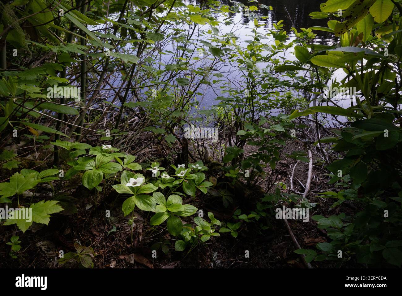 Bunchberry Pflanzen in Blüte am Ufer des wilden Crabtree Lake im Frühling im gemäßigten Regenwald von Oregon. Stockfoto